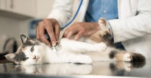 UK Watchdog Orders Vets To Publish Prices Amid Outcry