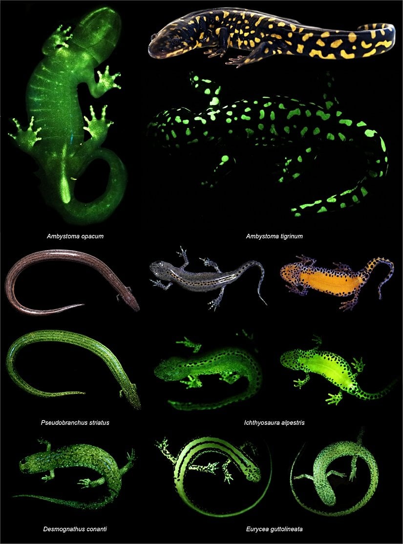Çeşitli biyofloresan amfibi türleri