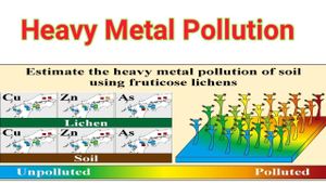 Heavy Metals Endanger Soil Microbial Communities Following Tailing Dam Collapse