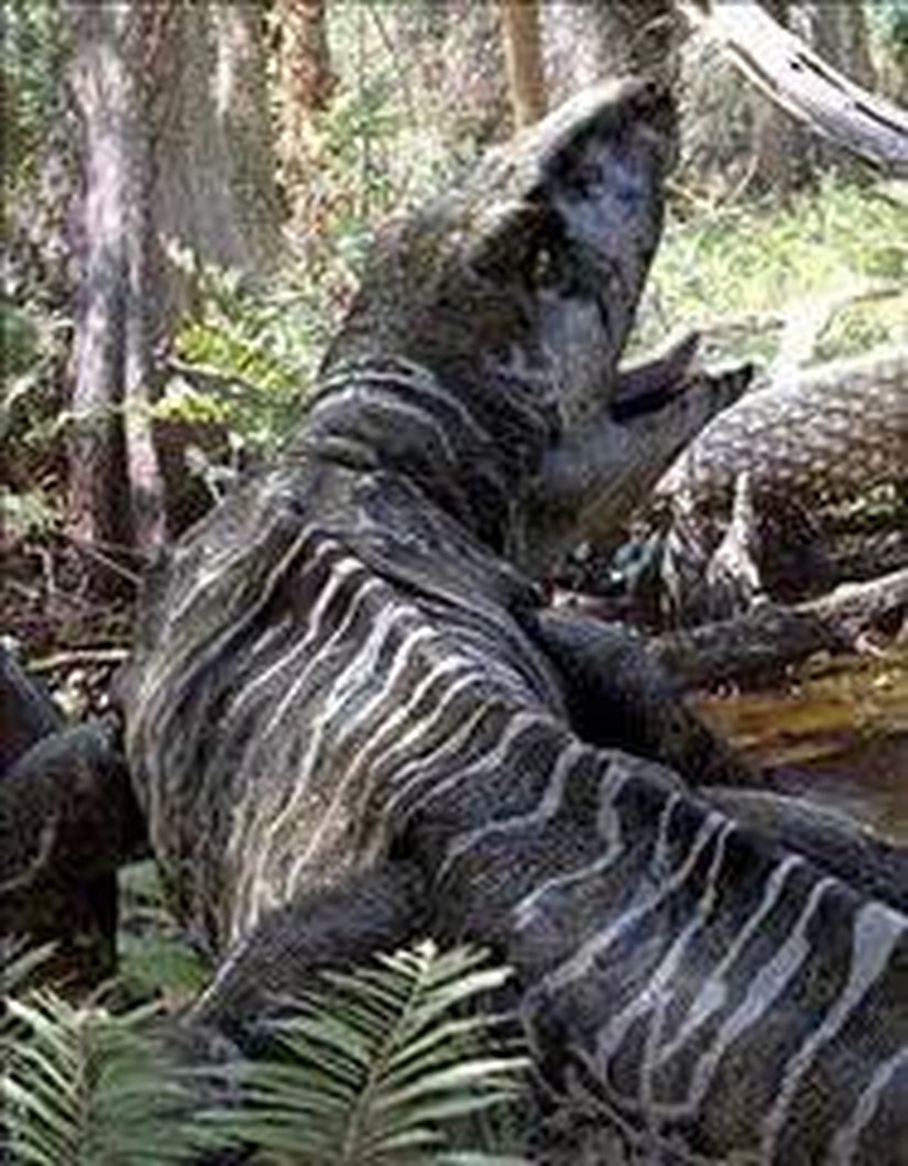 Proterogyrinus (3D Rekonstrüksiyon)