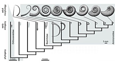 Mikroevrim ve Makroevrim: Yumuşak ama İstikrarlı Bir Değişim...