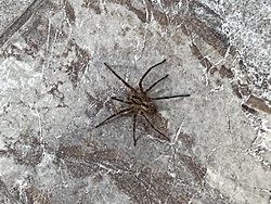 Bu örümceği İstanbul Sarıyer’de görüntüledim. Türü hakkında bilgisi olan var mı?