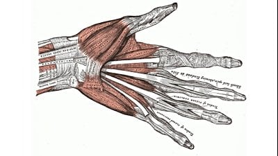 Parmaklarınızda, Parmak Hareketlerinizi Sağlayan Kaslar Yoktur!