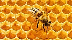 Arılar Peteklerini Neden Altıgen Yaparlar? Bunu Nereden Biliyorlar veya Nasıl Öğrendiler?