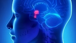 Diabetes İnsipidus (Şekersiz Şeker Hastalığı)