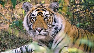 India's Tiger Population Doubles Thanks To Conservation Efforts