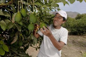Cinco De Mayo Boosts Demand For Mexican Avocados