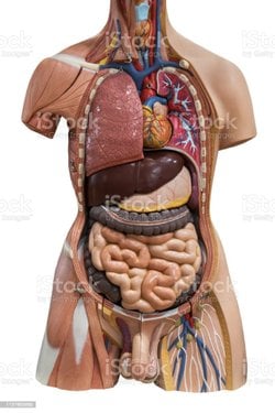 İnsan anatomisinde en önemli organ hangisi olabilir?