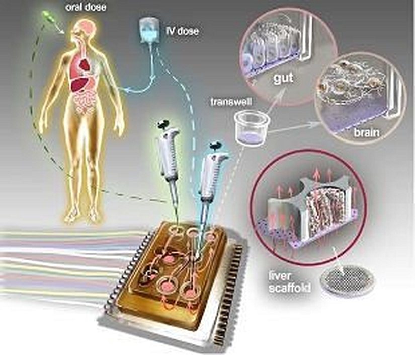 In vitro biyolojisine insan bedeni çipi yaklaşımının artistik sunumu. Biyoteknik aygıtlar, ilgilenilen her organın en küçük işlevsel birimini temsil eden birçok 3 boyutlu doku kültürünü besler. – Fizyomimetik, MIT