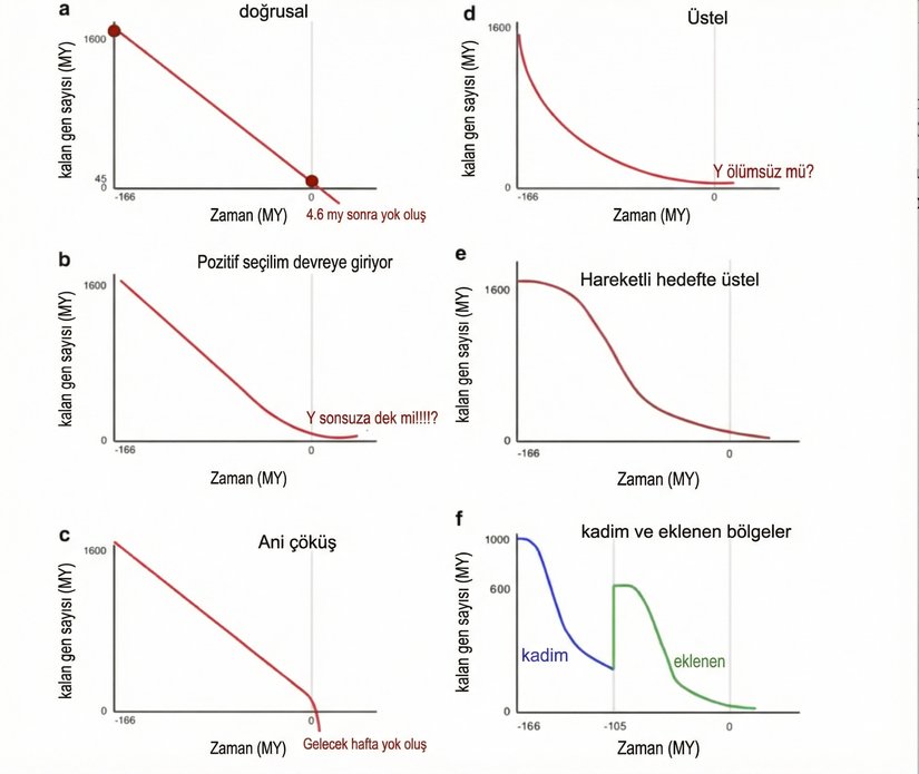 Şekil 1: Y kromozomunun yok oluşunu öngören çeşitli modeller.  a) Y kromozomunun 4,6 milyon yıl içinde kaybolacağını öngören doğrusal model,  b) Jennifer Hughes tarafından önerilen “Y sonsuza dek” modeli,  c) “ani çöküş” modeli,  d) Y kromozomlarının daha yavaş bir bozulma süreci geçireceğini öngören üstel model,  e) Bachtrog’a (2008) benzer biçimde, Y kromozomunun eski (atasal) ve sonradan eklenmiş bölgelerinin dejenerasyonunu açıklayan model.
