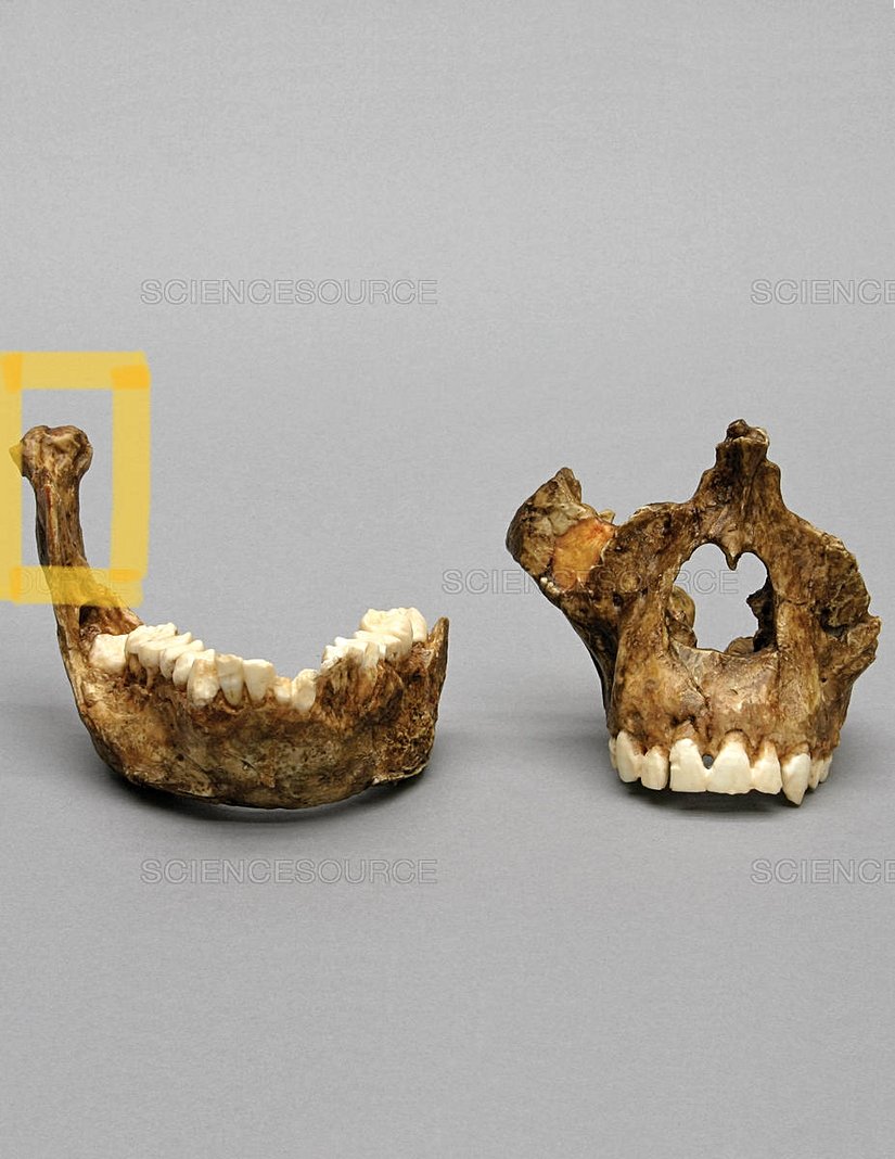 Australopite ait bir alt çene, işaretli kısım boyun bölgesi