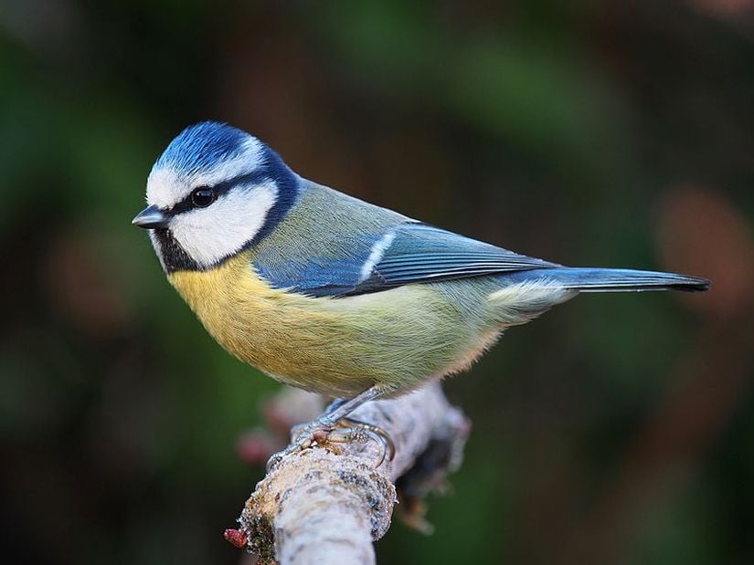 Mavi baştankara, Cyanistes caeruleus, Lancashire, UK.