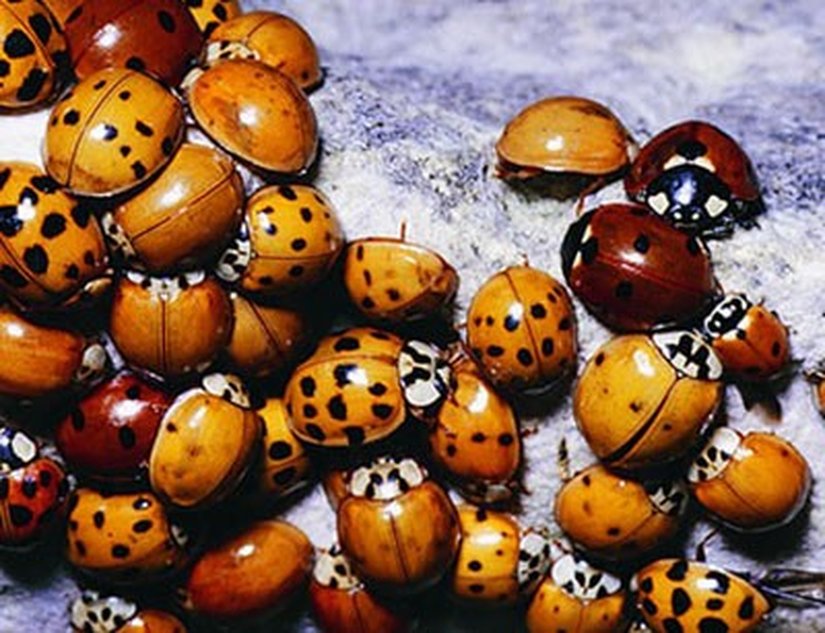 Seçtiğimiz herhangi bir türün, herhangi bir popülasyonunda, genellikle çok geniş bir çeşitlilik görmek mümkündür. Teorik olarak bu çeşitliliği sonsuz olarak varsayabiliriz; ancak pratikte elbette çeşitlilik sınırlıdır. Yine de, çoğu zaman sonsuz varyasyon varsayımı gerçeğe yakın sonuçlar verecektir.