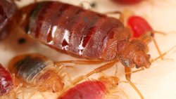 Tahtakuruları Şehirlere Dadanan İlk Haşereler Olabilir!