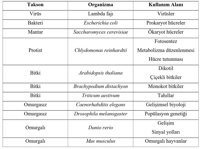 Model organizmalar ve kullanım alanları