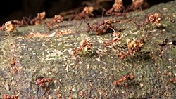 Yapay Seçilim: İnsanlar ve Karıncaların Ortak Evrimsel Stratejisi