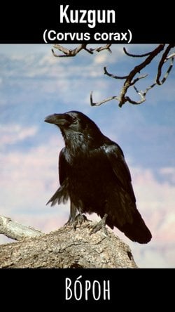 Bir karganın ortalama kaç sene yaşadığı nasıl saptanabilir?