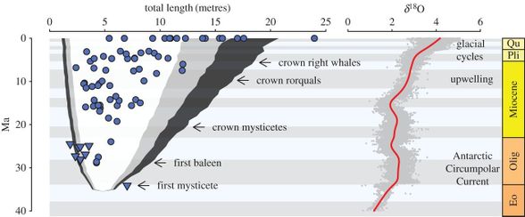 Solda, balina evriminde jeolojik önemlere göre yaşayan balinaların ortalama vücut uzunlukların artışının ve fosil türleri için tahmini vücut uzunluklarının artışının gösterilmesi (Daireler balenli balinaları, üçgenler dişli balinaları göstermektedir.), Sağda, Eosen-Günümüz oksijen izotop eğrisine göre ortam sıcaklığına bağlı vücut boyutu evriminin modellenmesinini temsil eden bir eğri gösterilmiştir.