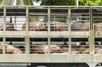 ASF Taiwan: Authorities on alert after “suspected case” on farm