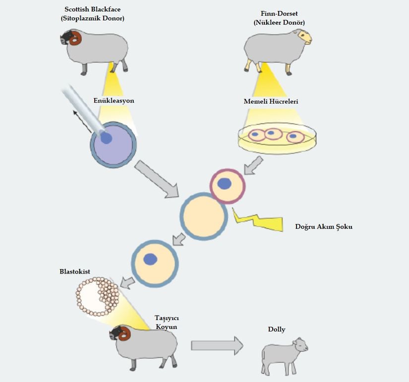 Dolly, klonlanan ilk tarım hayvanıdır. Dolly'nin klonlanması sırasında donör yumurta hücresinin çekirdeği alınmış; bu çekirdeğin işlendiği yumurta, diğer hücre ile bir araya getirilmiş ve birleşmeleri için bir defa, hücre bölünmesinin başlaması için bir defa daha şoklanmıştır. Hücreler erken embriyonik bir seviyeye ulaşana kadar bölünmeye bırakılmış; ardından taşıyıcı anneye nakledilmiştir.