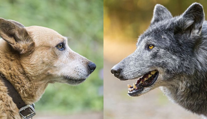 Kurtlarla köpekler çok yakın akrabalardır.