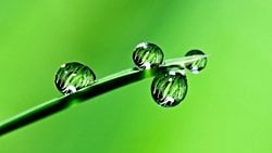 Mendel Yasaları ve Genetik: Mendel'in Kalıtım Kanunları (Mendel İlkeleri) Nelerdir?