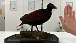 Yapay Zekâ, Yok Olmanın Eşiğindeki Bir Kuş Türünü Kurtarmaya Yardımcı Oluyor!