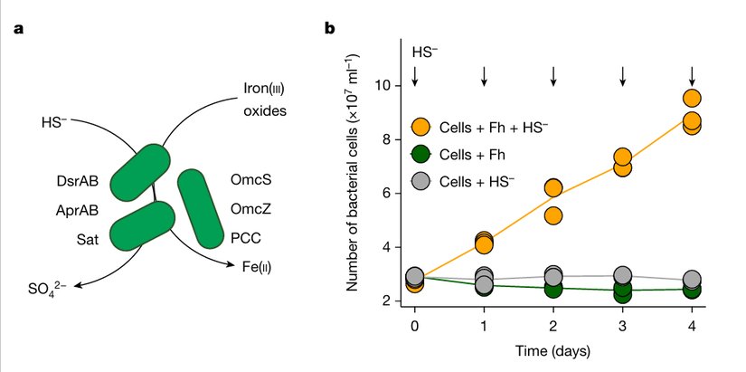 a, D. alkaliphilus'ün de içinde bulunduğu Desulfurivibrionaceae bakteriyel ailesinin öngörülen ana enzimleri: AprAB, adenosin-5'-fosfosülfat redüktazı; DsrAB, disimilasyon sülfür redüktazı; OmcS ve OmcZ, dış zar çok hem c-tipi sitokromlar; PCC, porin-sitokrom kompleksi; Sat, sülfat adenililtransferaz. b, Desulfurivibrio alkaliphilus bakterileri, katı demir(iii) oksit ferrihidrit (Fh) ve/veya çözünmüş sülfür (HS–) ile inkübe edildi. Bakteri sayısı sadece hem Fh hem de HS– mevcut olduğunda arttı, yalnızca birinin varlığında artmadı.