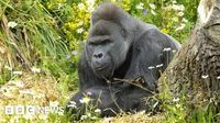 Intruders are distressing gorillas, says Bristol Zoo Project