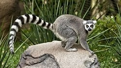 Ön Maymunlar ile Maymunlar Arasındaki Genetik Fark Nedir?