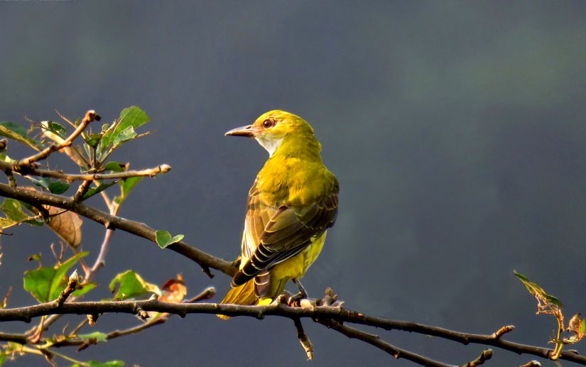 Sarıasma Eurasian (Oriolus oriolus)