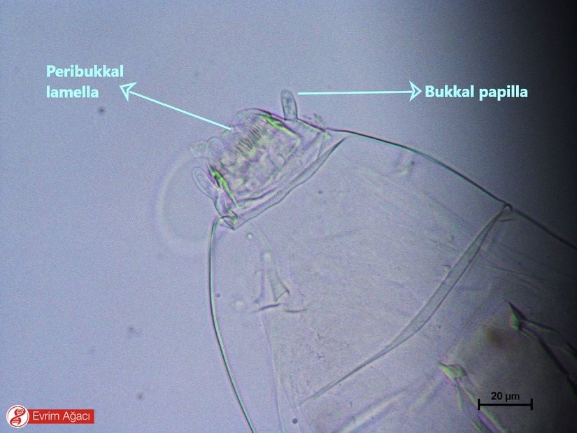 Ağız anatomisi.