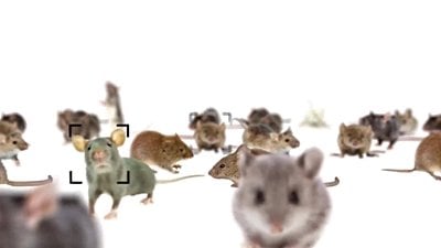 Kemirgen Beyinlerini Kullanarak Yapay Zeka ile Üretilen Deepfake Videoları Tespit Edebiliriz!