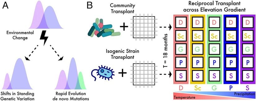 Mikrobik komünite transplant deneyi. (A) Mikrobiyal topluluk kompozisyonundaki değişiklikler, ekolojik ve evrimsel süreçlerin sürekliliğine bağlı olabilir. Örneğin, durgun genetik varyasyondaki değişimler, biyolojik çözünürlük düzeyine bağlı olarak hem ekolojik hem de evrimsel süreçlere atfedilebilirken, de novo mutasyonlar evrimsel adaptasyonun bir sonucu olabilir. (B) Topluluk ve soy seviyesindeki iki paralel nakil deneyinin şeması. Aşılanmış çöp torbaları, sıcaklık ve yağış açısından birlikte değişen bir yükselme eğimi boyunca tüm bölgelere nakledildi. Site kodları: D = Çöl; Sc = Fundalık; G = Çayır; P = Çam-Meşe; S = Subalpin.