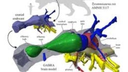 Dinozorların Zeka ve Algı Seviyeleri: Velociraptor, T-Rex ve Stegosaurus