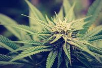 Trump's MAGA base is torn over cannabis rescheduling (Newsletter: August 15, 2025) - Marijuana Moment