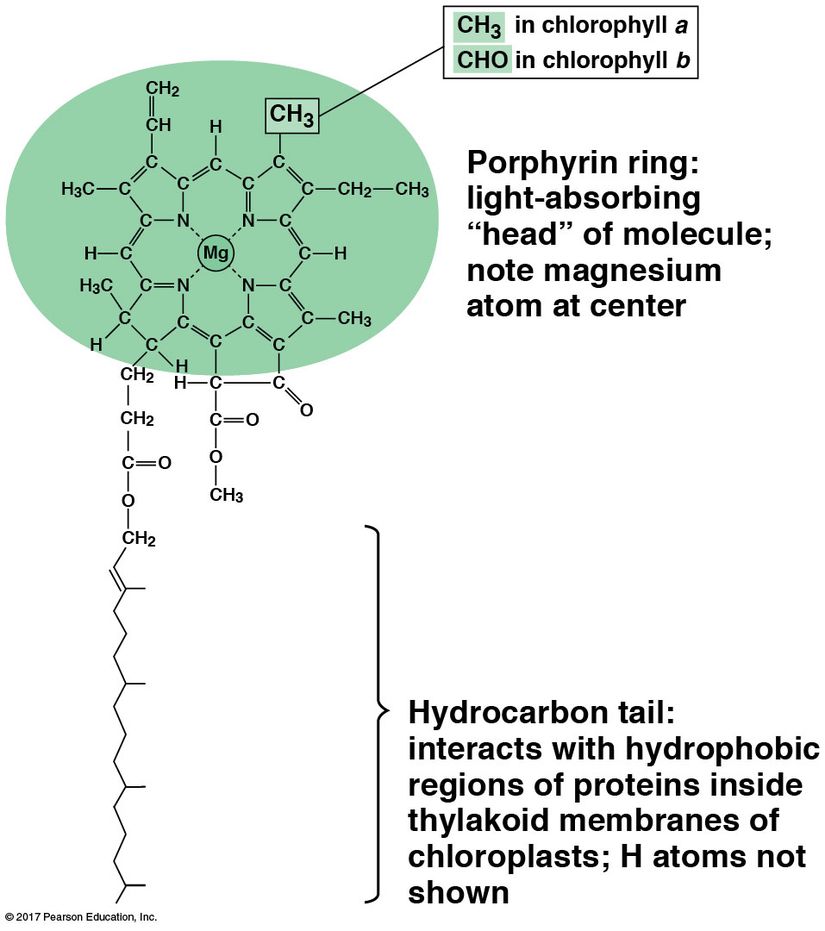 Klorofil molekülünün kimyasal şeması. Merkezinde bulunan magnezyum atomu sayesinde ışığa duyarlı olan porfirin halkası, kloroplastların tilakoid zarı ile etkileşen hidrokarbon bir kuyruğa sahiptir. Şemada Hidrojen atomları gösterilmemiştir.