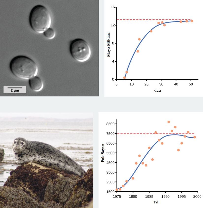 İdeal koşullarda yetiştirilen maya, klasik S lojistik büyüme eğrisini sergiler. Buna karşın fokların doğal popülasyonu dalgalanma eğilimindedir.