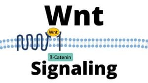 New Insights Uncover Evolutionary Roles Of β-Catenin Signaling