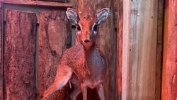 Minik Antilop Twiglet Üreme Programı İçin Hayvanat Bahçesine Getirildi!