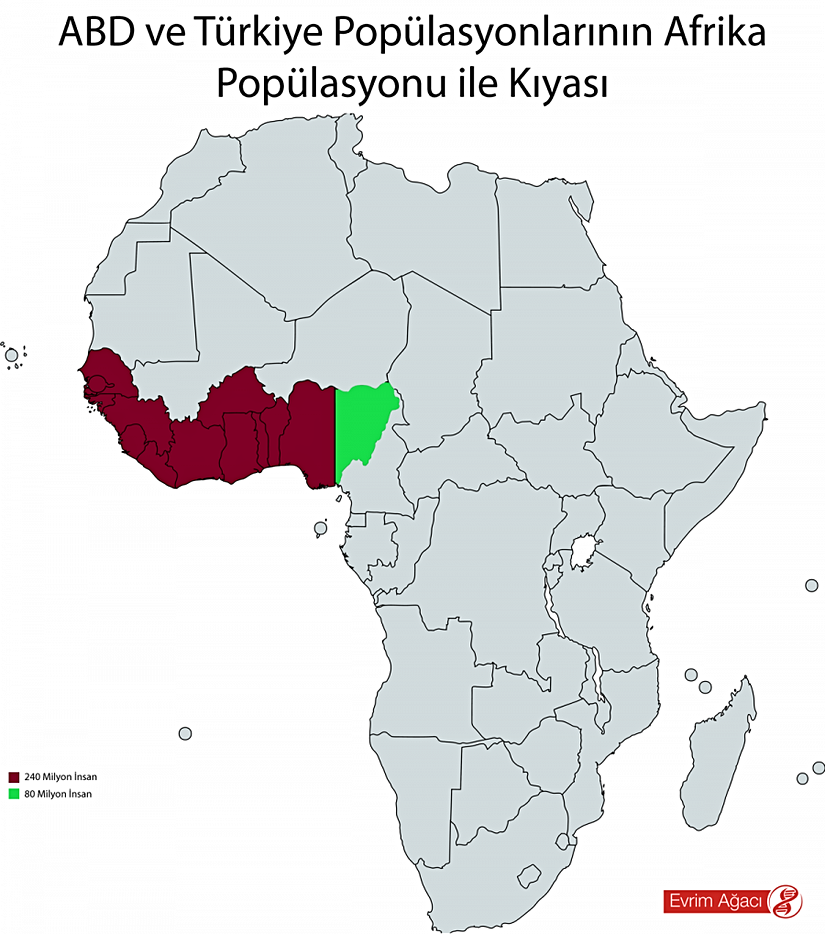Türkiye, epey kalabalık bir ülke. ABD, Türkiye'den 4 kat kadar daha kalabalık bir ülke. Afrika ise, 1.2 milyardan fazla insanı ve 54 ülkeyi barındıran, akıl almaz büyüklükteki bir kıta. Bu kıtanın büyüklüğünü takdir etmenin bir diğer yolu, Türkiye veya ABD gibi çok sayıda insanın yaşadığı ülkelerin nüfusunu, kıtanın nüfusuna oransal bir biçimde dağıtmak olacaktır. Bu yapılacak olursa, Türkiye'nin nüfusu haritada yeşille gösterilen alana, ABD'nin nüfusu ise hem kırmızı, hem de yeşil ile kaplanan alana sığıverecektir!