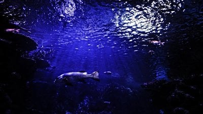 Karmaşık Yapılı Organizmalar Neden Derin Okyanuslarda Evrimleşti?