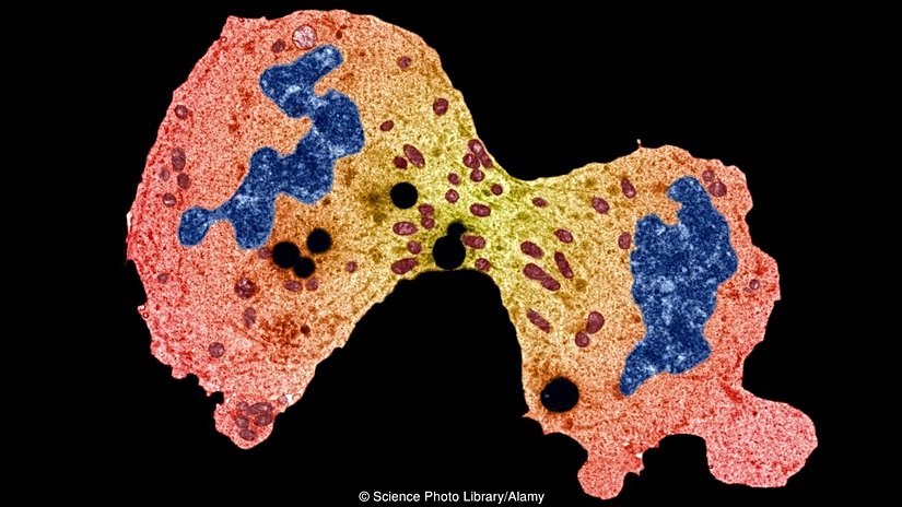Hücreler ikiye bölünerek çoğalırlar.
