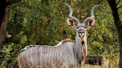 Büyük kudu (Tragelaphus strepsiceros)