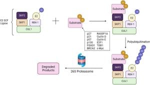 Discovering CAND2: A Key Regulator Of SCF Ubiquitin Ligases