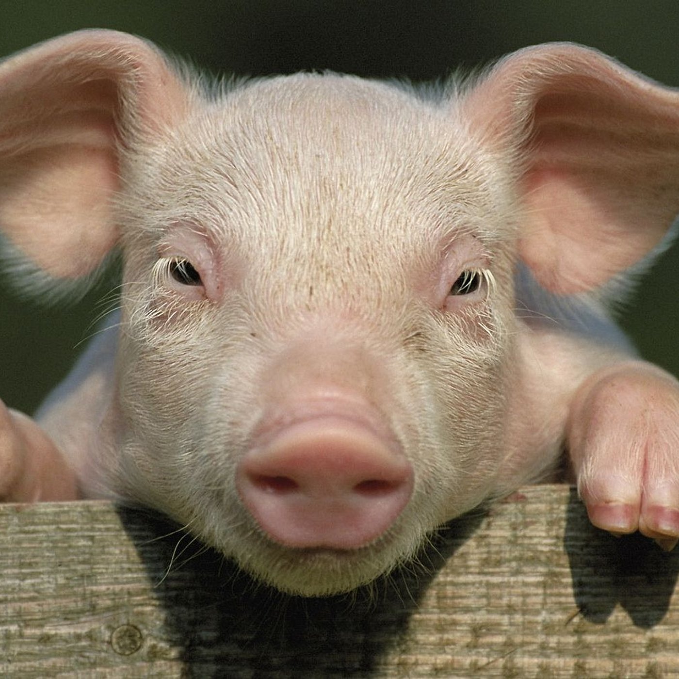 Evrim Ağacı ile Bilime Dair Her Şey!