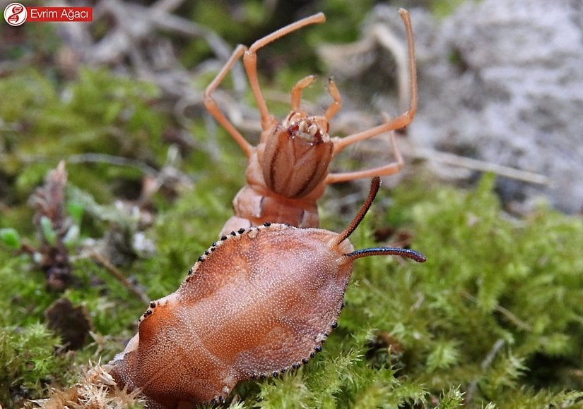 Larvanın savunma davranışı.