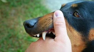 Rabies Cases Surge Across US As Outbreaks Spread