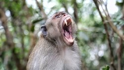 "Şeytan maymunlar" Tayland, Japonya ve Hindistan'da İnsanlara Saldırıyor