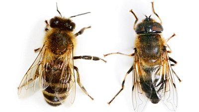 Arılar ve Sinekler Arasındaki Farklar Nelerdir?